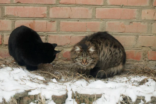 Wilde Flauschige Katzen Auf Weißem Schnee — Stockfoto