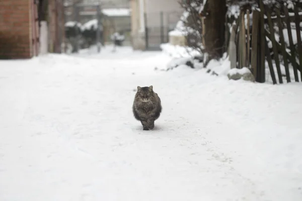 Vilda Fluffiga Katter Vit Snö Stockfoto