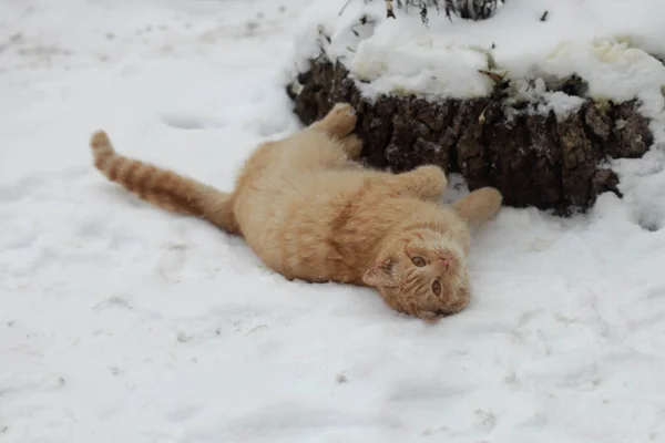 Vilda Fluffiga Katter Vit Snö Stockbild