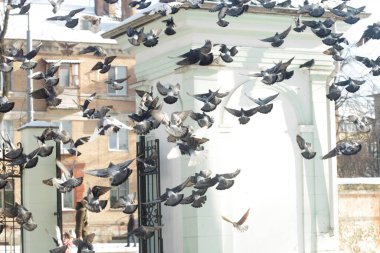 Mavi gökyüzünde uçan güvercinler