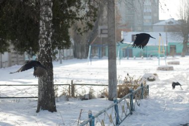 Kara kargalar ağaçta oturuyor