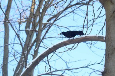 Kış parkında kar üzerinde oturan kuşlar