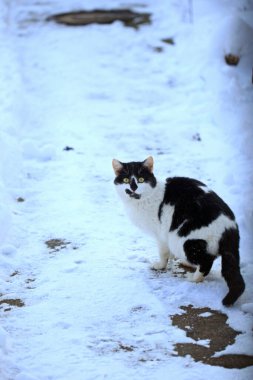 Kışın kabarık vahşi kedi portresi