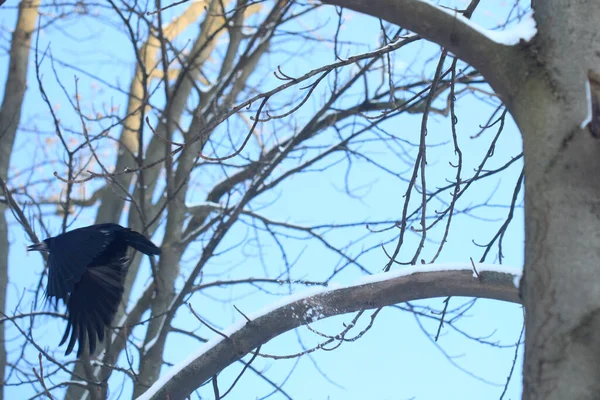 Kış parkında kar üzerinde oturan kuşlar