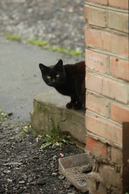 Şirin, vahşi, tüylü kedi portresi
