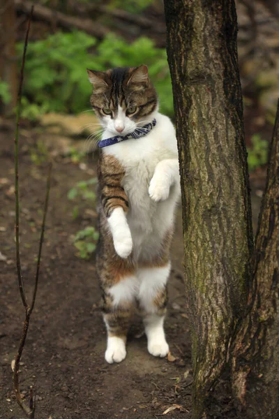 Şirin Vahşi Tüylü Kedi Portresi — Stok fotoğraf