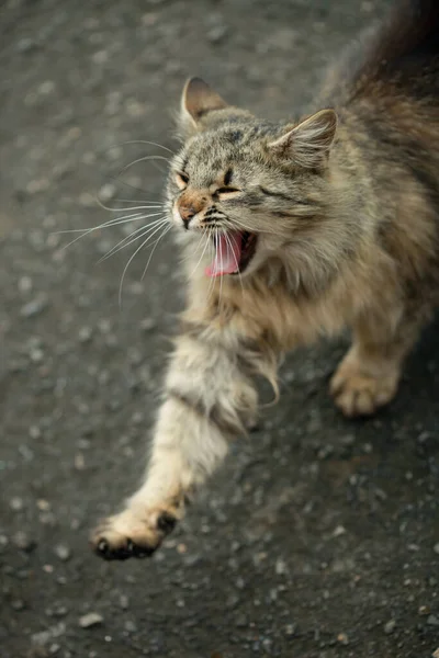 Retrato Gato Fofo Selvagem Bonito — Fotografia de Stock