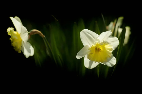 自然を背景にした色とりどりの春の花 — ストック写真