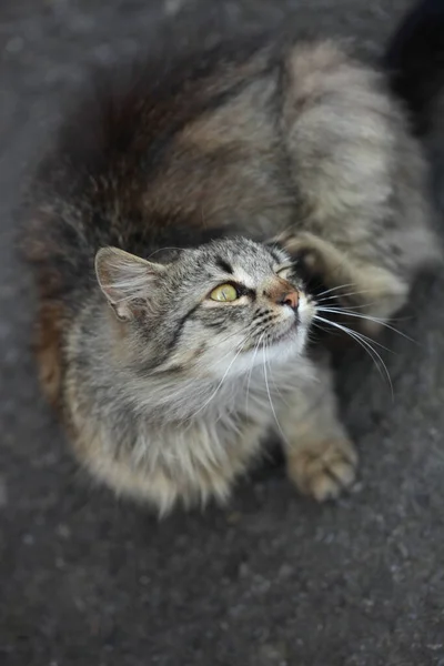 Portré Ból Vad Bolyhos Aranyos Macska — Stock Fotó