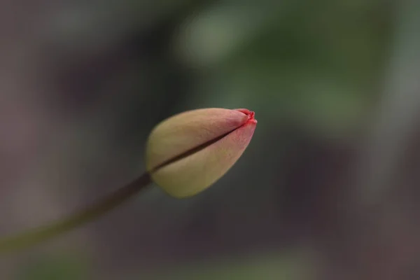 自然を背景にした色とりどりの春の花 — ストック写真