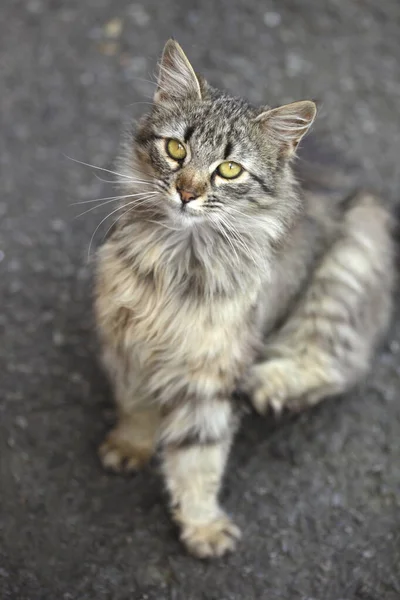 Retrato Selvagem Fofo Gato Bonito — Fotografia de Stock