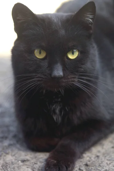 Portré Ból Vad Bolyhos Aranyos Macska — Stock Fotó