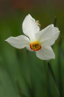 Doğada renkli bahar çiçekleri