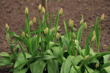 Doğada renkli bahar çiçekleri