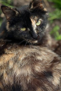 Vahşi, sevimli, tüylü kedi portresi. 