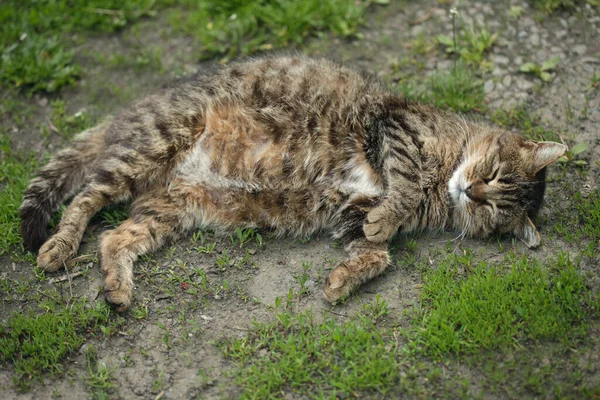 복슬복슬 귀여운 고양이의 — 스톡 사진