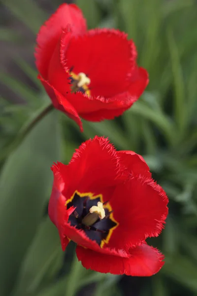 Fleurs Printanières Colorées Sur Fond Nature — Photo