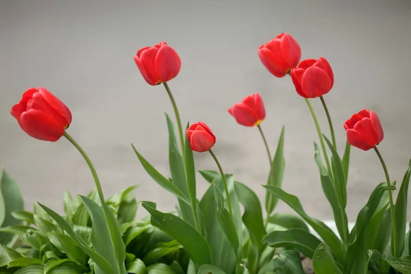 Barevné Jarní Tulipány Pozadí Přírody — Stock fotografie