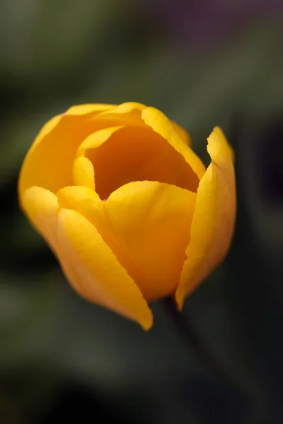 Coloridos Tulipanes Primaverales Sobre Fondo Natural — Foto de Stock