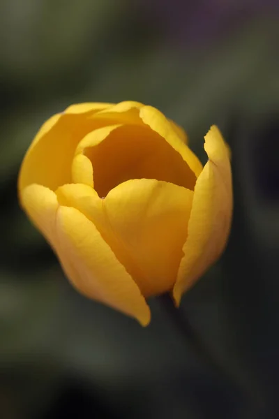 Tulipanes Coloridos Sobre Fondo Naturaleza — Foto de Stock