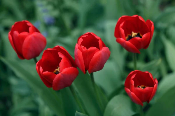 Colorful Tulips Nature Background — Stock Photo, Image