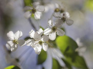 Bahar çiçeklerinin beyaz yaprakları