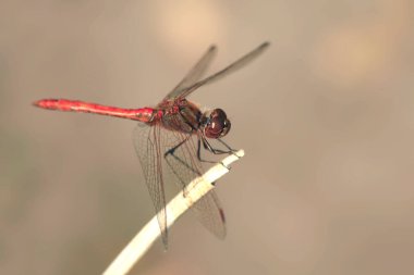 Kırmızı yusufçuk dala oturmuş