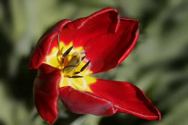 Červené Tulipány Pozadí Přírody — Stock fotografie