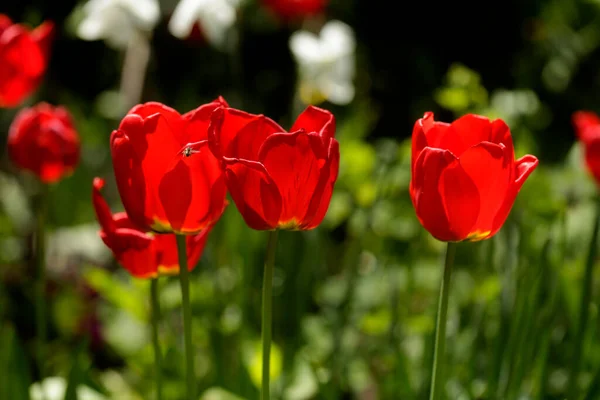 Red Tulips Nature Background — Stock Photo, Image