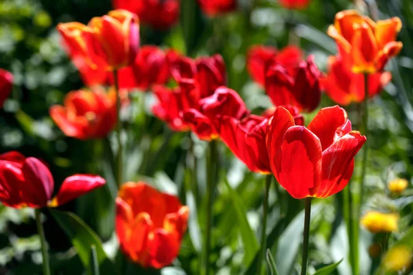 Red Tulips Nature Background — Stock Photo, Image