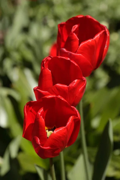 Tulipes Rouges Sur Fond Nature — Photo