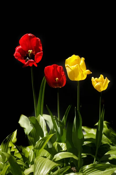 Červené Tulipány Pozadí Přírody — Stock fotografie