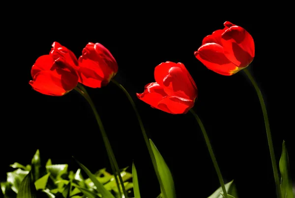 Červené Tulipány Pozadí Přírody — Stock fotografie