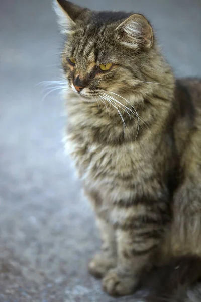 Portrait Wild Fluffy Cat — Stock Photo, Image