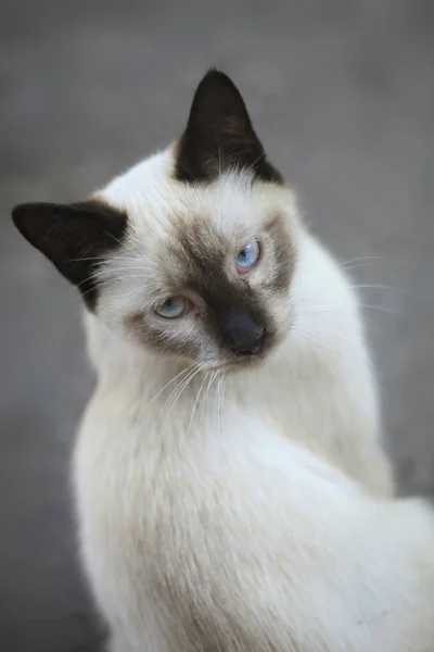 Retrato Gato Fofo Selvagem — Fotografia de Stock