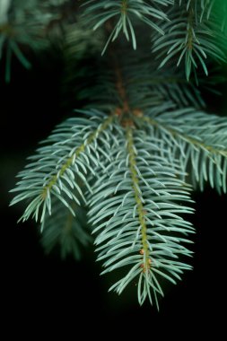 Siyah arkaplanda yeşil köknar