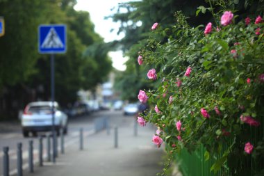 Doğada renkli güller