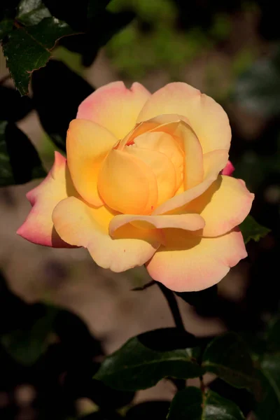 Színes Rózsák Természet Háttér — Stock Fotó