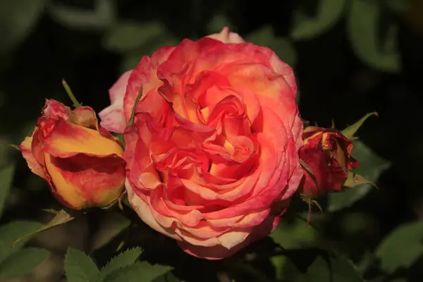 Красочные Розы Фоне Природы — стоковое фото