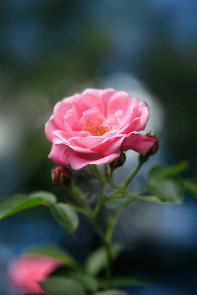 Värikkäitä Ruusuja Luonnon Taustalla — kuvapankkivalokuva