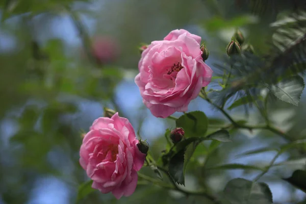 Barevné Růže Přírodním Pozadí — Stock fotografie