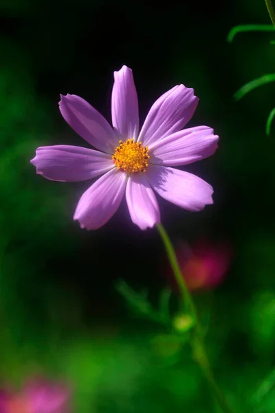 Красочные Цветы Фоне Природы — стоковое фото