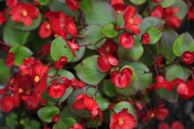 Doğada renkli sonbahar bitkileri