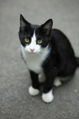 Vahşi, sevimli, tüylü kedi portresi.