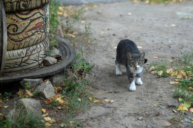 Vahşi, sevimli, tüylü kedi portresi.