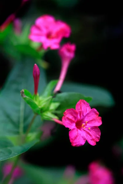 Plantas Outono Coloridas Fundo Natureza — Fotografia de Stock