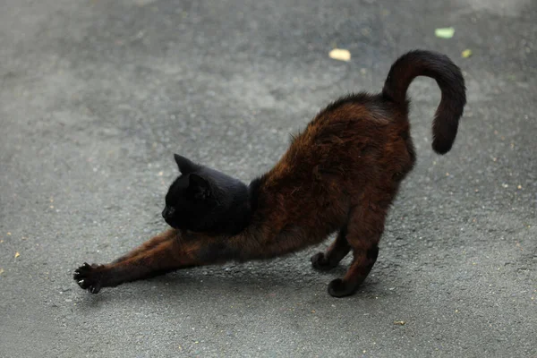 Porträtt Vild Söt Fluffig Katt — Stockfoto