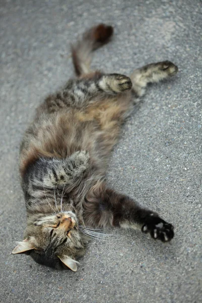 Retrato Gato Esponjoso Lindo Salvaje — Foto de Stock