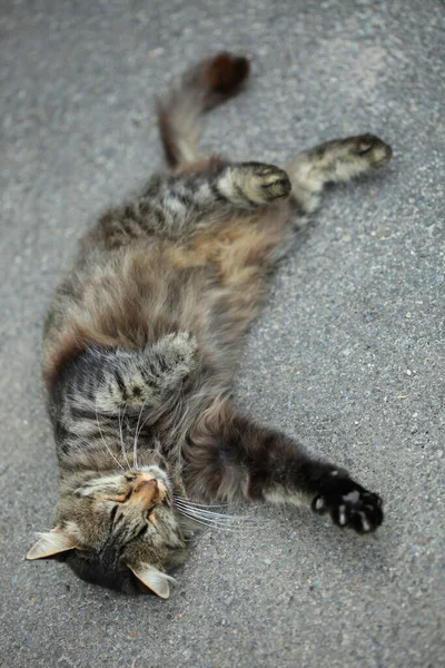 野生のかわいいふわふわ猫の肖像画 — ストック写真