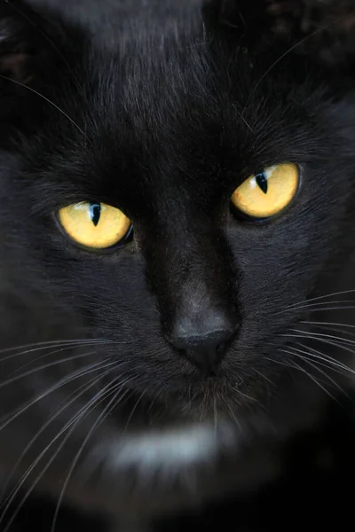 Retrato Gato Esponjoso Lindo Salvaje — Foto de Stock